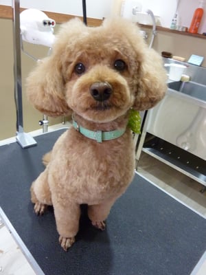 ドルちゃん❤初めてのご来店ありがとうございます☆お耳頑張って伸ばそうね!