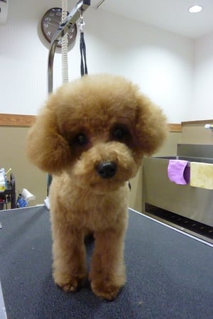 ココアちゃん❤エルちゃんと仲良くできてるかな?