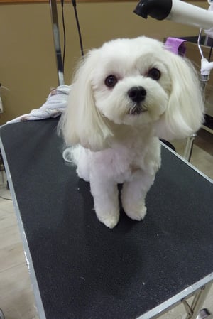 さくらちゃん❤