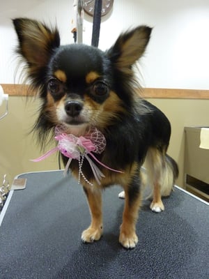 チョコちゃん泥パック後❤つやつやになりました～☆