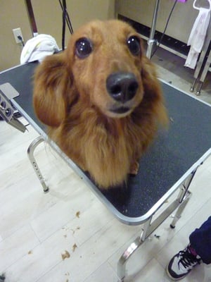 マロンちゃん❤