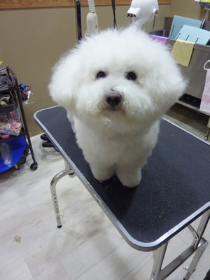 チロルちゃん❤