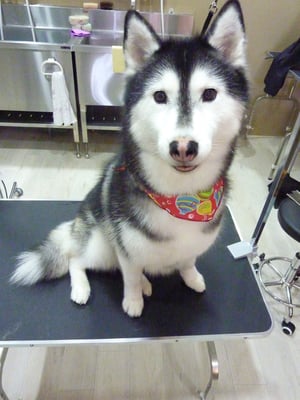 アンナちゃん❤小さめでお利口さんなハスキーちゃん❤