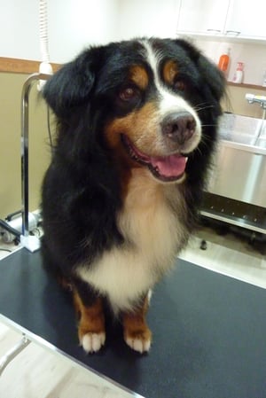 ボブちゃん❤お年なのにとっても元気!!