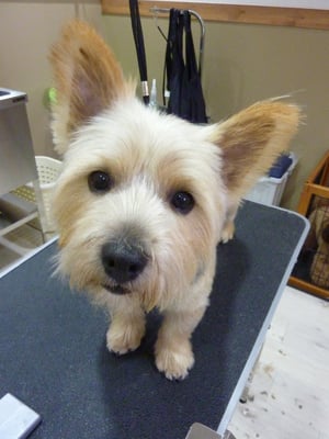 チロちゃん❤お顔カットが苦手だけど、がんばってくれたね!