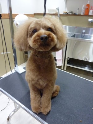 ミニョンちゃん❤