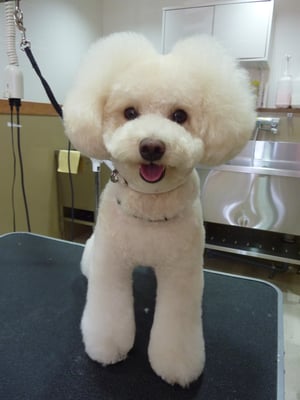 マロンちゃん❤スゴイボリューム！！