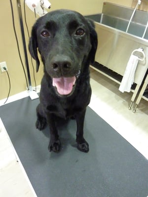 ランちゃん❤あたし人が大好き!シッポぶんぶんです!