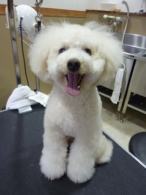 マロンちゃん❤