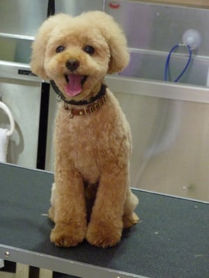 クッキーちゃん❤ママにベッタリなのさ！笑