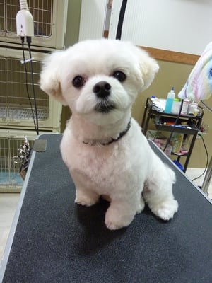 リリちゃん❤真っ白になったね❤