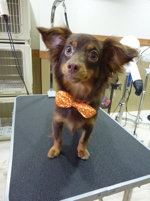 ココアちゃん❤