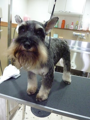 マロンちゃん❤今日もお利口さんでした~❤