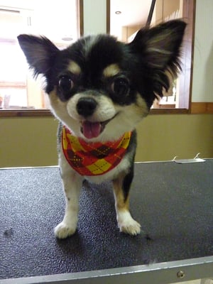 リップちゃん❤キャバリアのメリーちゃんと来てくれました☆