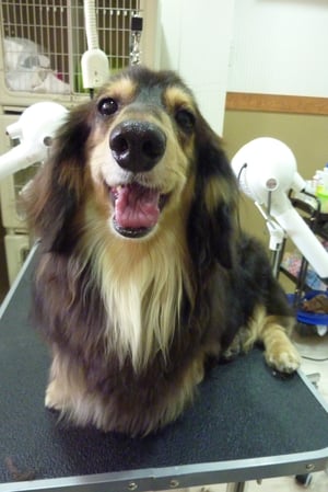 チョコちゃん❤ジャックちゃんと同じお家☆おっきい~ ( ˉ ꈊ ˉ)✧˖°