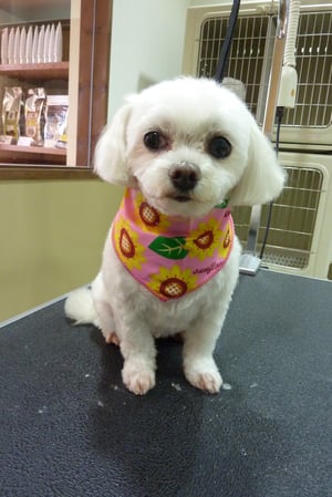 ミルクちゃん❤ほっそり顔がパパのお気に入り❤