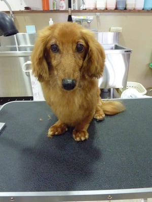 ジョンちゃん❤今日も胸とお尻をサッパリ☆