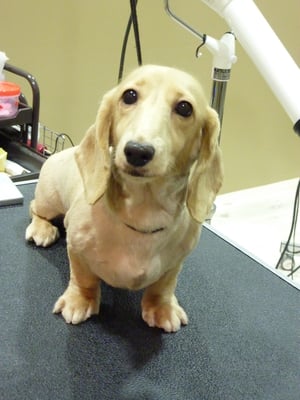 ココちゃん❤今回も丸刈りでスッキリ☆