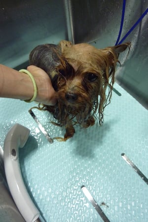 あくびちゃん泥パック☆