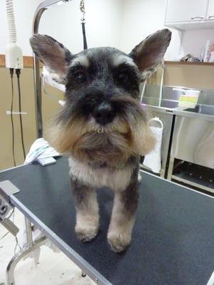 マロンちゃん❤