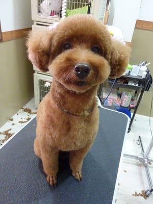 ココアちゃん❤今日もハサミで全身スッキリ☆