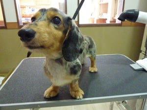 プッチちゃん❤歯石を取ってもらってよかったね!