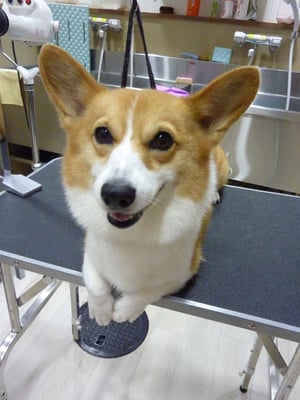 ソナちゃん❤ルシアンで初めてのシャンプー！お利口さんでした☆