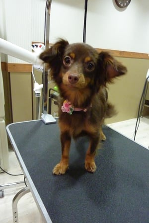 ココアちゃん❤