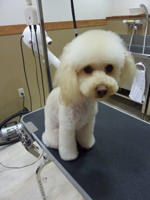 ショコラちゃん❤