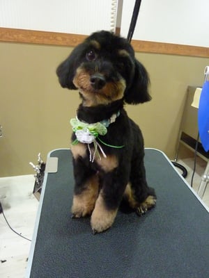 りんたろうちゃん❤ボクプードルじゃないんだよ？