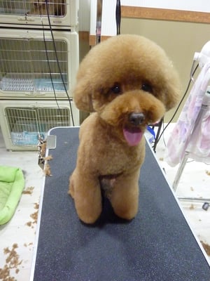 ボルトちゃん❤くぅちゃんはお兄ちゃんみたいな存在なのだ！