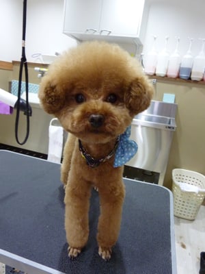 コッコロちゃん❤真ん丸アフロ目指してます☆