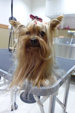 あくびちゃん❤