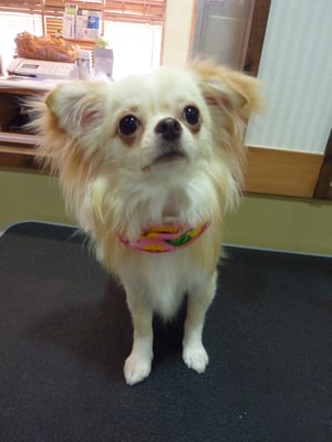 チロルちゃん❤今日も元気いっぱい!!