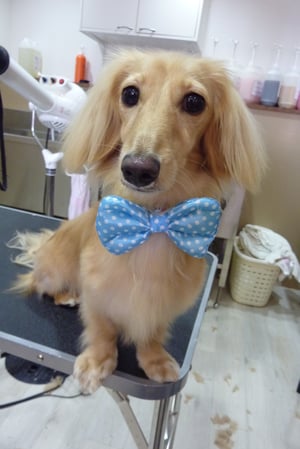 エルちゃん❤大人しい男の子❤