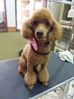 アンちゃん❤クロちゃん、マリーちゃんと同じお家❤