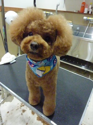 プーチンちゃん❤