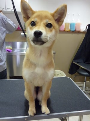 プリンちゃん❤