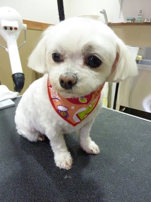 ミルクちゃん❤いつもカメラ苦手なのかな~?