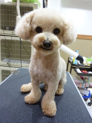 マックスちゃん❤足先を靴履いてるみたいにしてみました☆