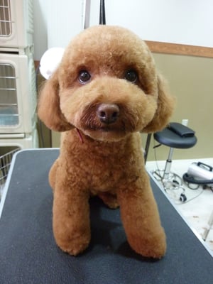 ロンちゃん❤ランちゃんと同じお家☆ボク、じっとできます!