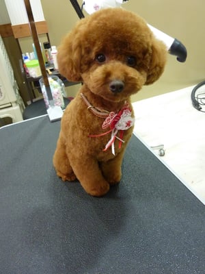 どりすちゃん❤頭がまぁるくなってきた？