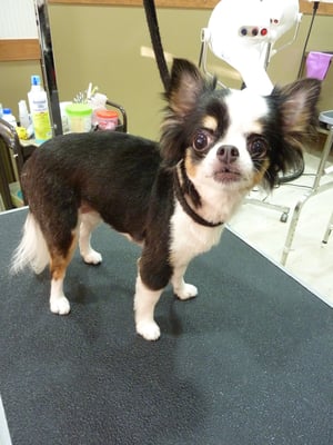 さくらちゃん❤抱っこが大好き(ღ′◡`) 