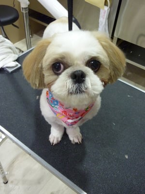 シズちゃん❤お行儀よく前足揃えてポーズ☆