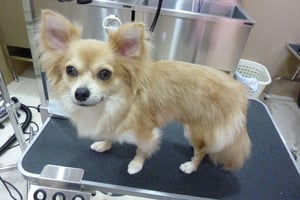 佑ちゃん❤今回はシャンプーコースで☆