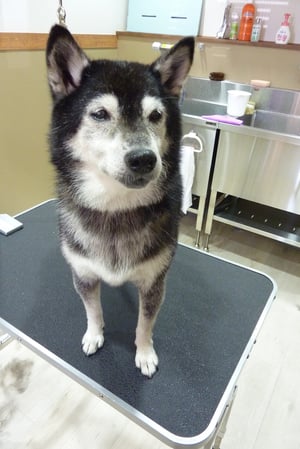 ヒメちゃん❤ちっちゃくてお利口さん❤