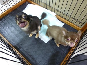 こつぶちゃん、きららちゃん❤お写真ちっちゃくなっちゃってごめんなさい^_^;