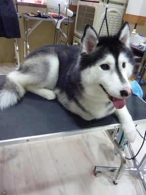 アンナちゃん❤小さめでお利口さんなハスキー☆
