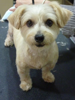 ジャムちゃん❤今日はお顔もスッキリしたよー!