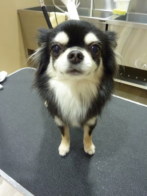 シェヴァちゃん❤